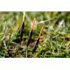 Pluta Preston - F1 Maggot 4x10